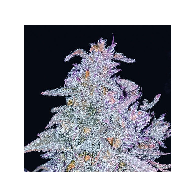 Auto Strawberry Grape Auto Strawberry Grape