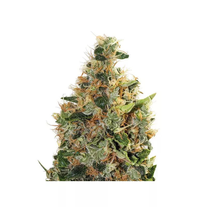 Beatnikush