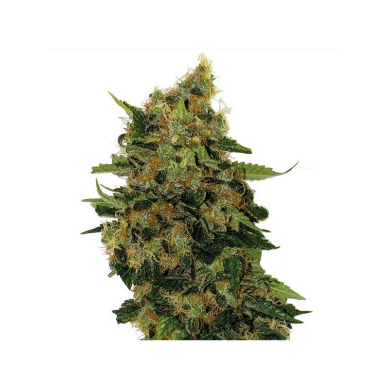 Relax CBD Relax CBD