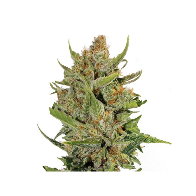 Kush Milk Kush Milk