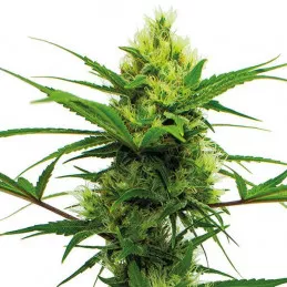 Lemon Denver