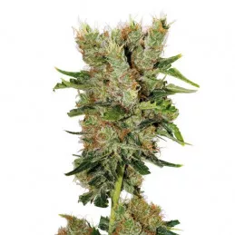 Montana Chem Dog