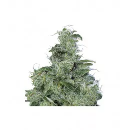 MIX AUTO LSA