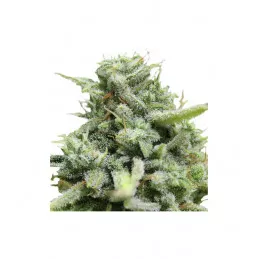 MIX AUTO LSA