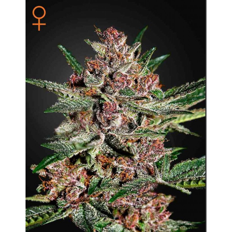Bubba Kush Bubba Kush
