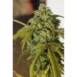 Gorilla SFV OG