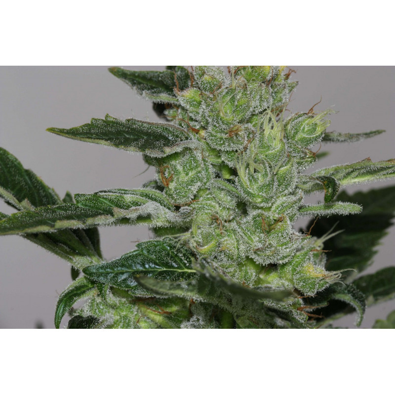 Alaskan Purple Alaskan Purple