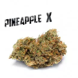 Pineapple X