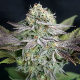 Blue Dream Garden of Green