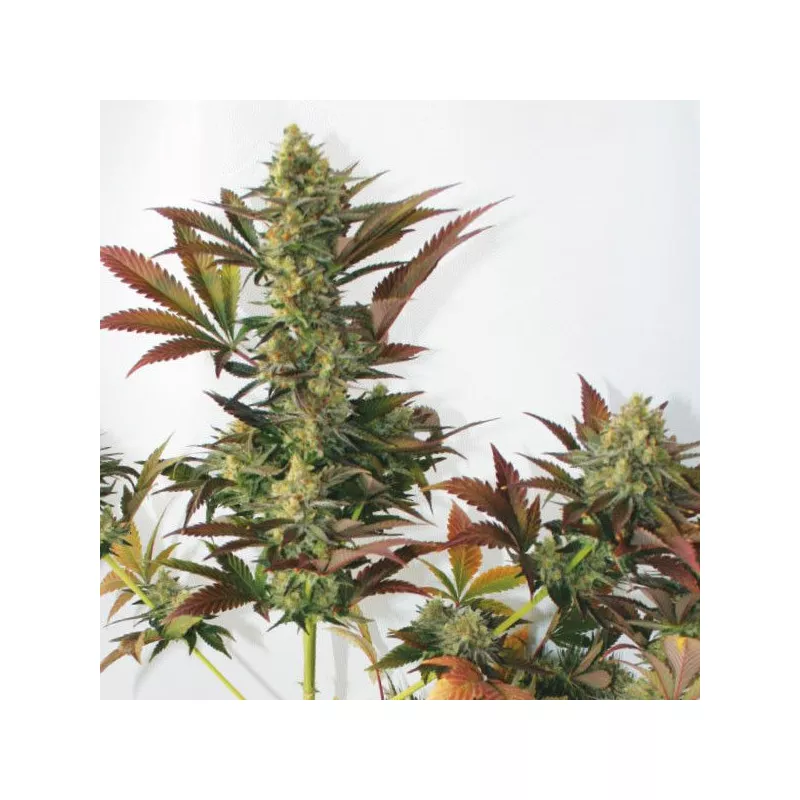 Lemon's Larry OG