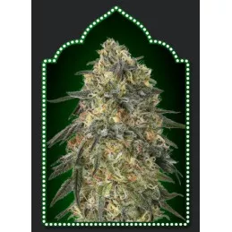 Gorilla 00Seeds