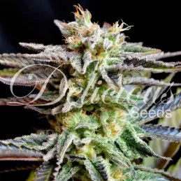 Sugar Black Rose
