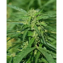 CBD Terra Italia