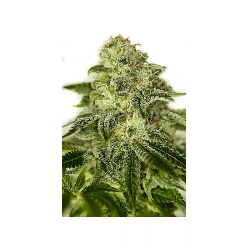 Glory OG