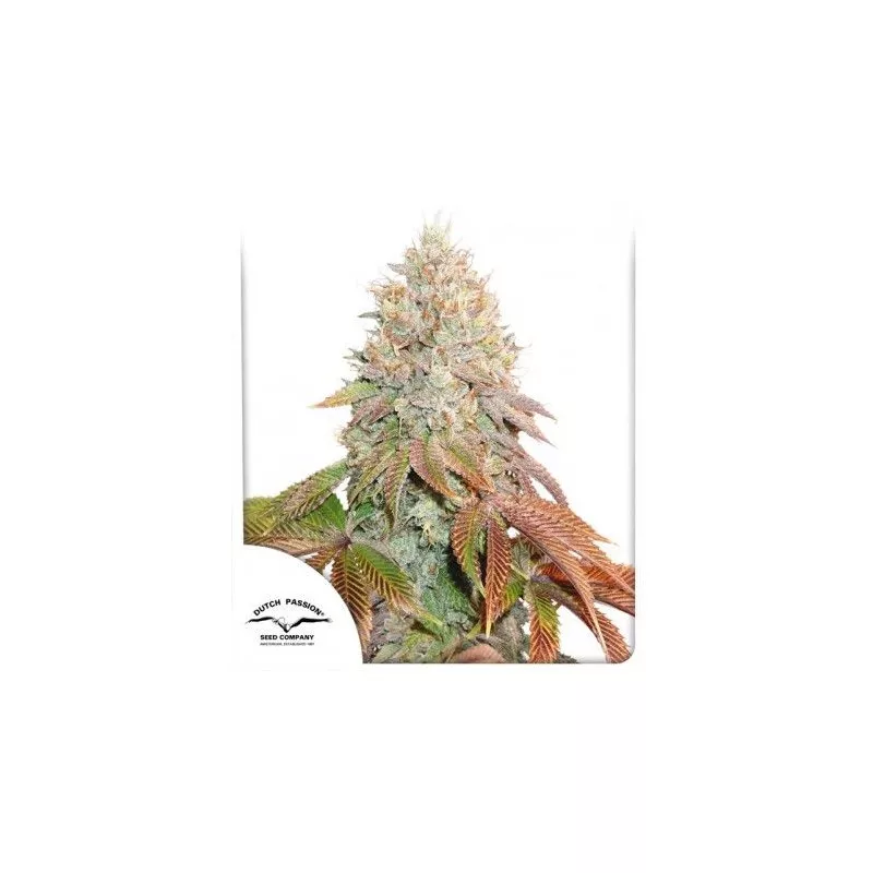 Auto Banana Blaze
