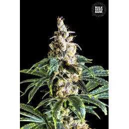 Zkittly Zi Zi