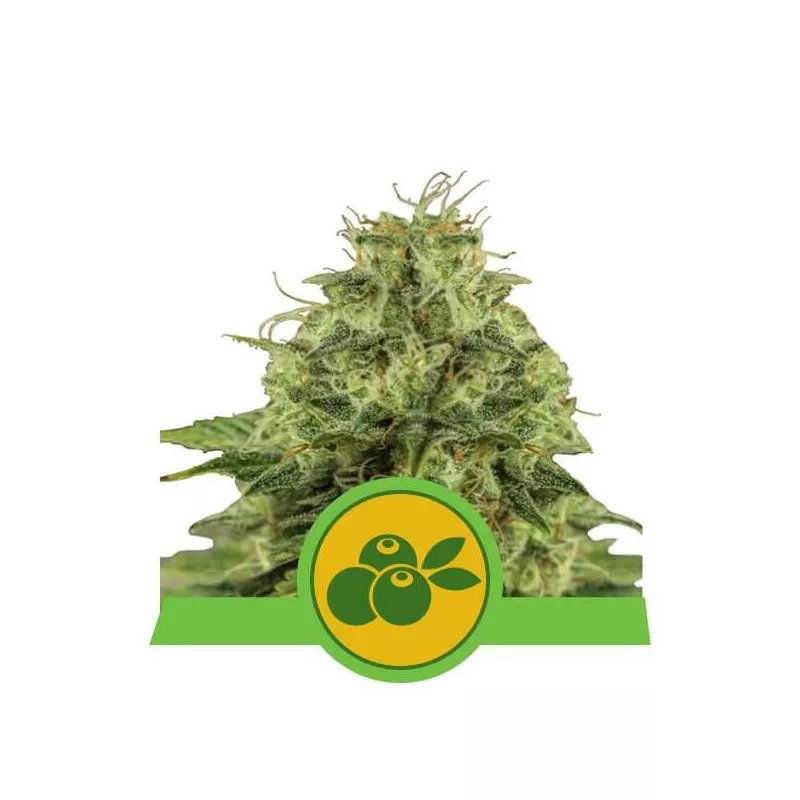 Haze Berry Auto