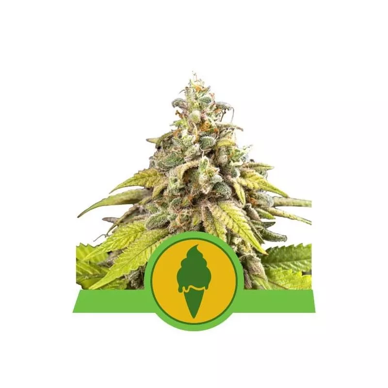 Green Gelato Automatic