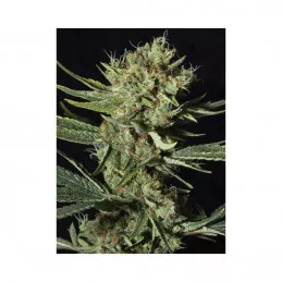 Only CBD