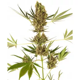 Alpine Delight CBD Automatic