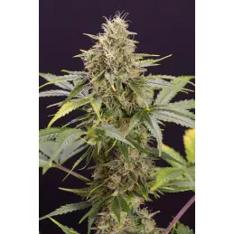 Chocolate Mint OG Auto