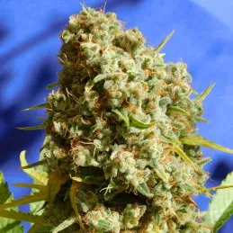 Bruce Banner 3 Fast
