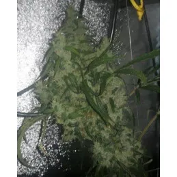 Purple Pakistani Haze