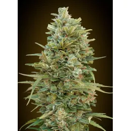 Auto Do-Si-Dos Cookies