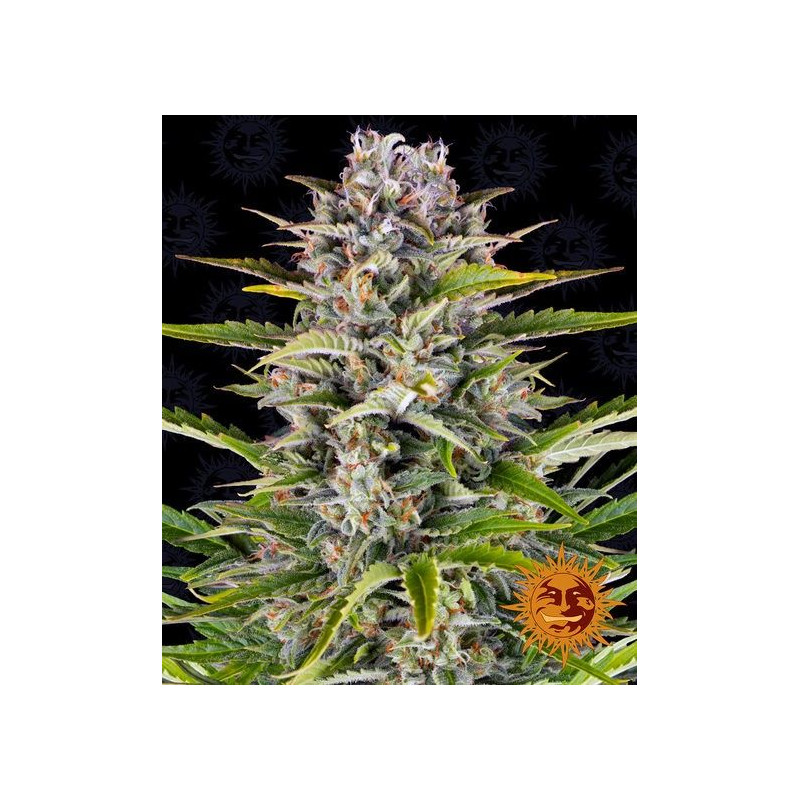Gorilla Zkittlez Auto Barney's Farm Gorilla Zkittlez Auto Barney's Farm