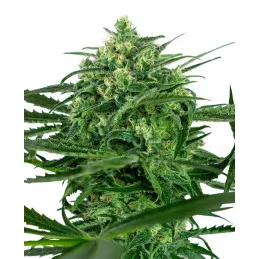 Sensi Amnesia