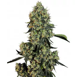 OG Kush White Label