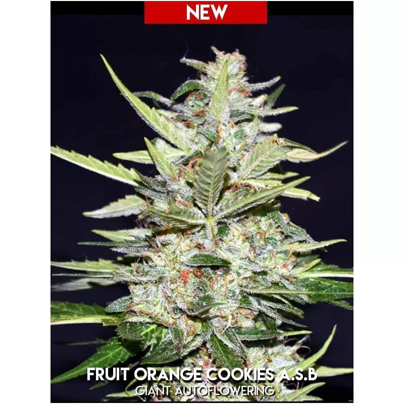 Fruit Orange Cookies A.S.B.