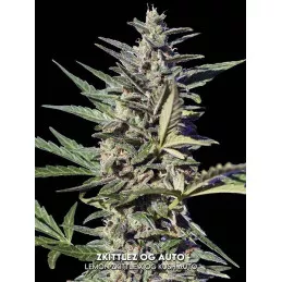 Zkittlez OG Auto