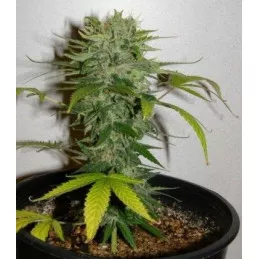 Cristal Limit Cristal Limit