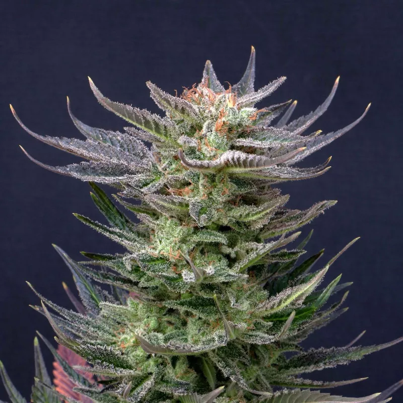 Purple Dream Auto Edition