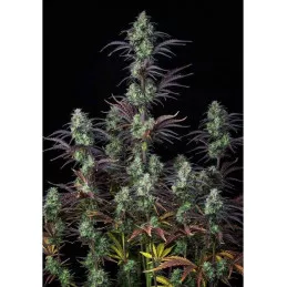 Mimosa Cake Auto FastBuds