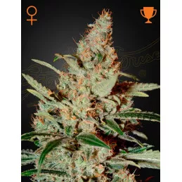 Chemdog Greenhouse Seeds