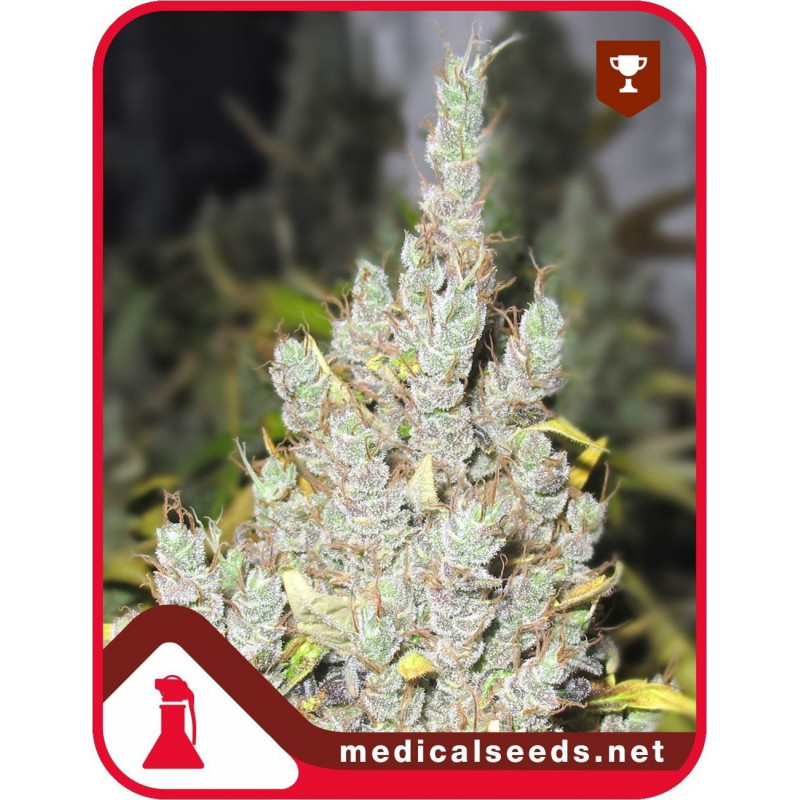 Vaporizador Volcano Crafty - Psicoactivo Growshop