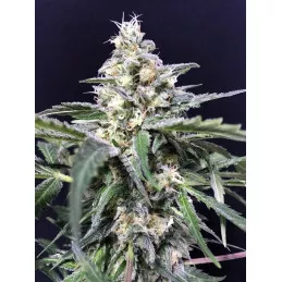 Amnesia - Amazon Haze Amnesia - Amazon Haze