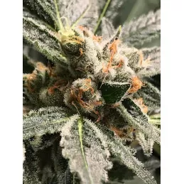 OG Kush - Dark Kush