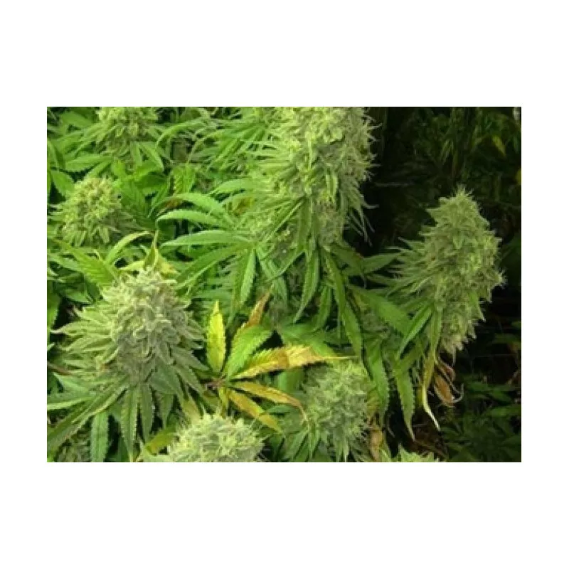 Big Bud BC Bud Depot