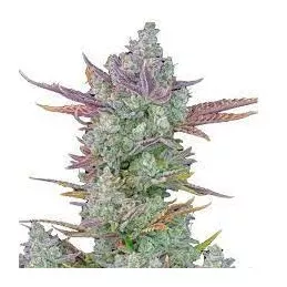Gorilla Cookies FastBuds