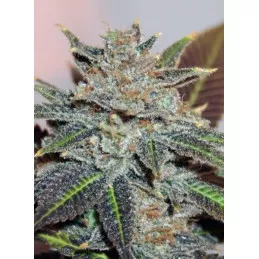 Night Nurse