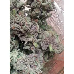 SoCal Master Kush
