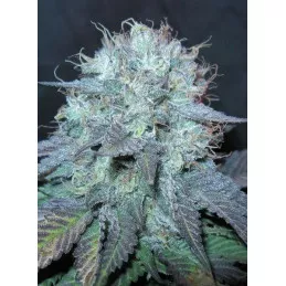 The Big BC Bud Depot