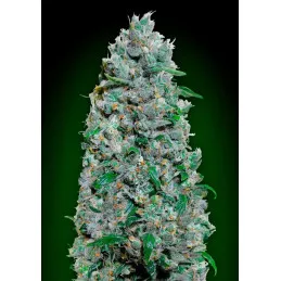 Afghan Mass XXL Auto