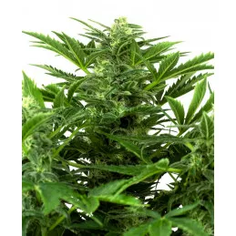 Mandarin Punch Auto