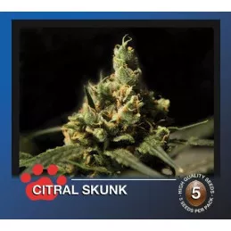Citral Skunk