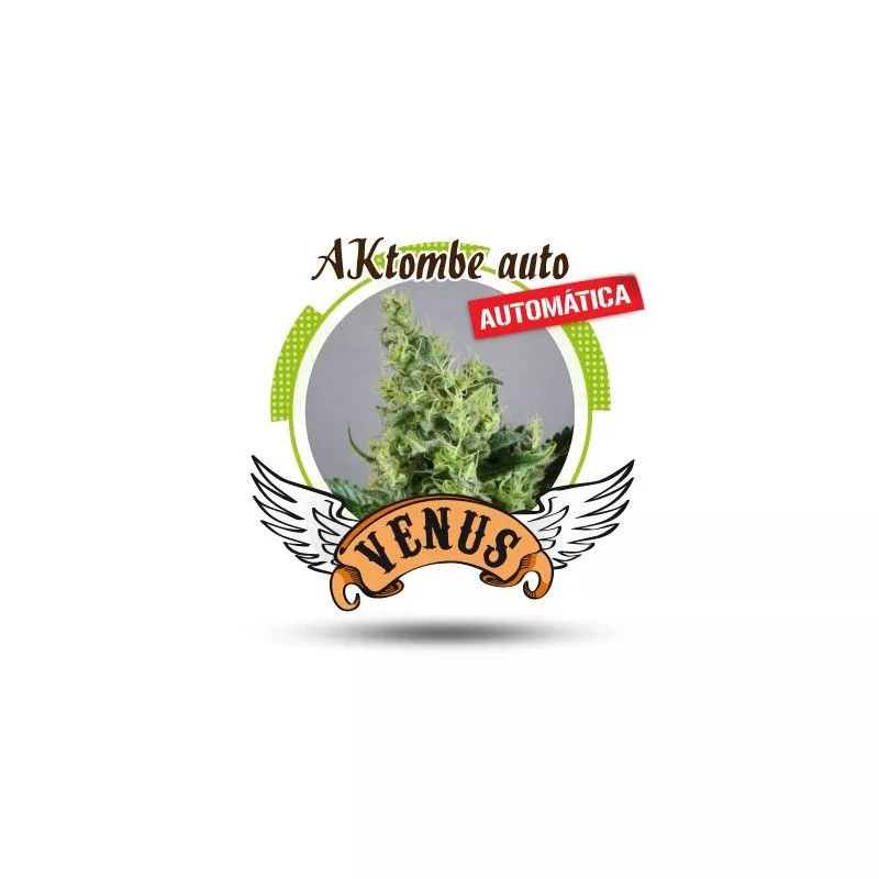 Aktombe Auto