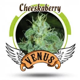 Cheeskaberry